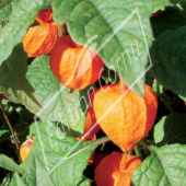 Physalis alkekengii