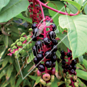 Phytolacca americana