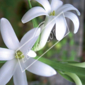 Polianthes tuberosa