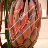 Protea compacta