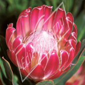 Protea hybrides