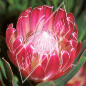 Protea hybrides