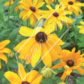 Rudbeckia fulgida