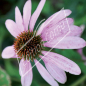 Rudbeckia purpurea