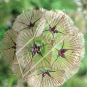 Scabiosa stellata