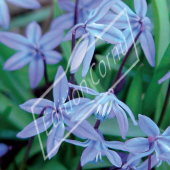 Scilla siberica