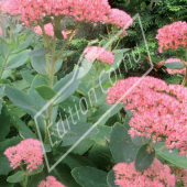 Sedum spectabilis