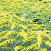 Solidago hybrides