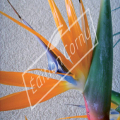 Strelitzia reginae