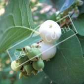 Symphoricarpos albus