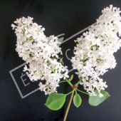 Syringa vulgaris