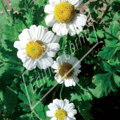 Tanacetum parthenium