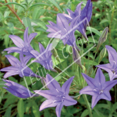 Triteleia laxa