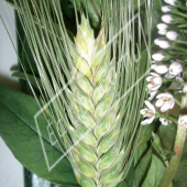 Triticum aestivum