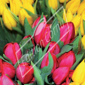 Tulipa hybrides