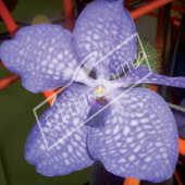 Vanda hybrides