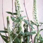 Veronica longifolia