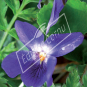 Viola odorata