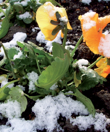 Les 47 plantes à massif