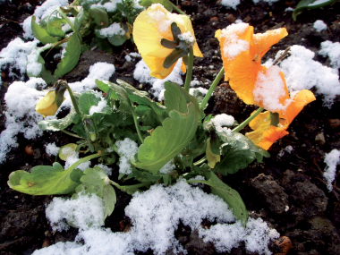 Les 47 plantes à massif